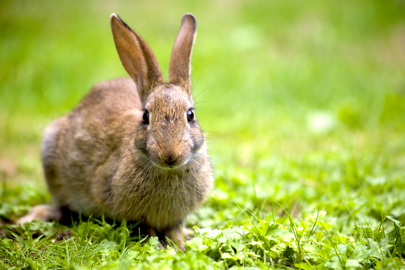 Rabbit