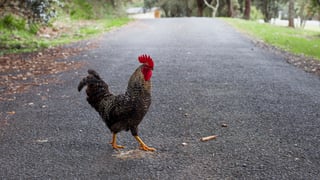 Standing in the Middle of the Road