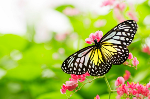Transforming an Organization: The 4 Steps Every CEO Should Take