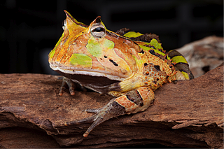 Great CEOs “Eat a Frog First Thing Every Day”