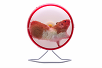 hamster wheel resized 600
