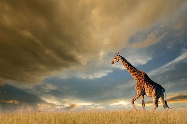 What Giraffes can Teach You about Building a Strategic Growth Plan