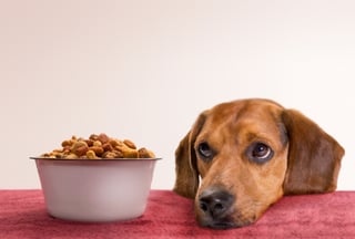 A Dog’s Eye View of Marketing: Six Steps To Ensuring Customer Delight