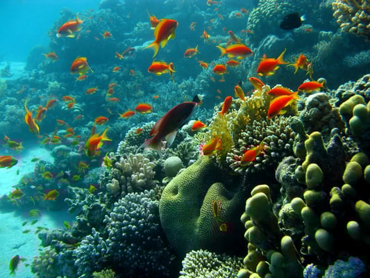 Are You Marketing An Organism Or An Ecosystem? 