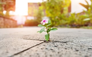A Grand Reopening: A CEO’s Guide to Post-Pandemic Sales Success