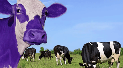 purple cow